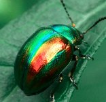 Биоинсектицид