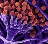 Биофунгицид