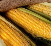 Цитохелат для кукурузы