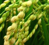 Цитохелат для риса