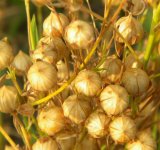 Цитохелат для технических культур