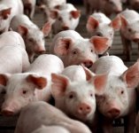 Цитохелат зоотехник